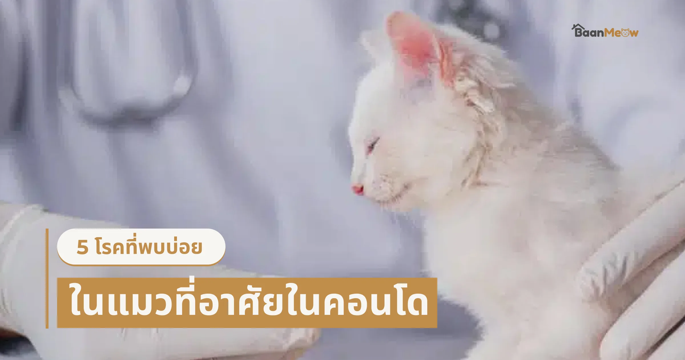 5 โรคที่พบบ่อยในแมวที่อาศัยในคอนโด และวิธีป้องกัน