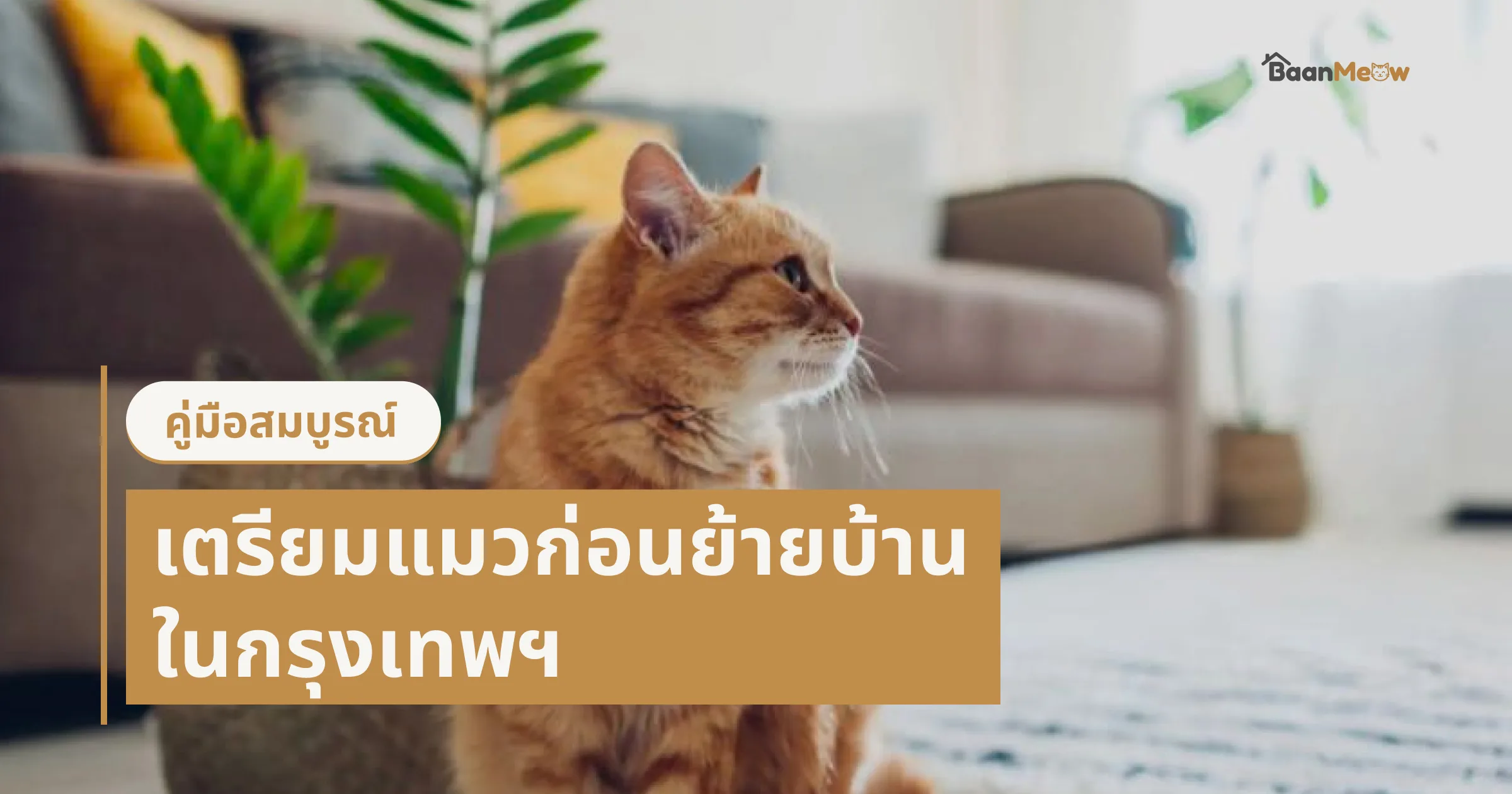 คู่มือสมบูรณ์: เตรียมแมวก่อนย้ายบ้านในกรุงเทพฯ