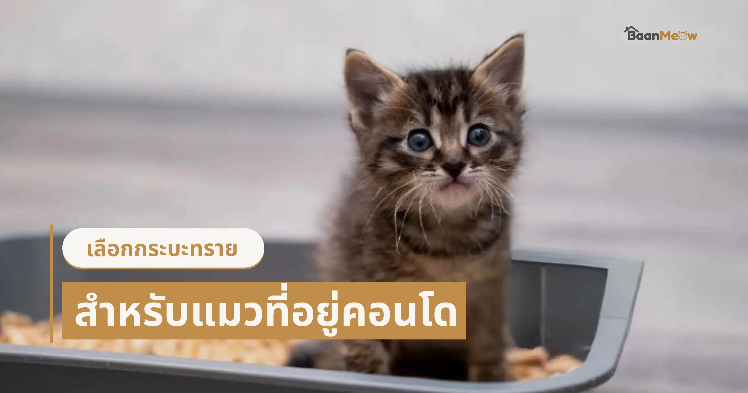 คู่มือเลือกกระบะทรายแมวสำหรับคอนโด