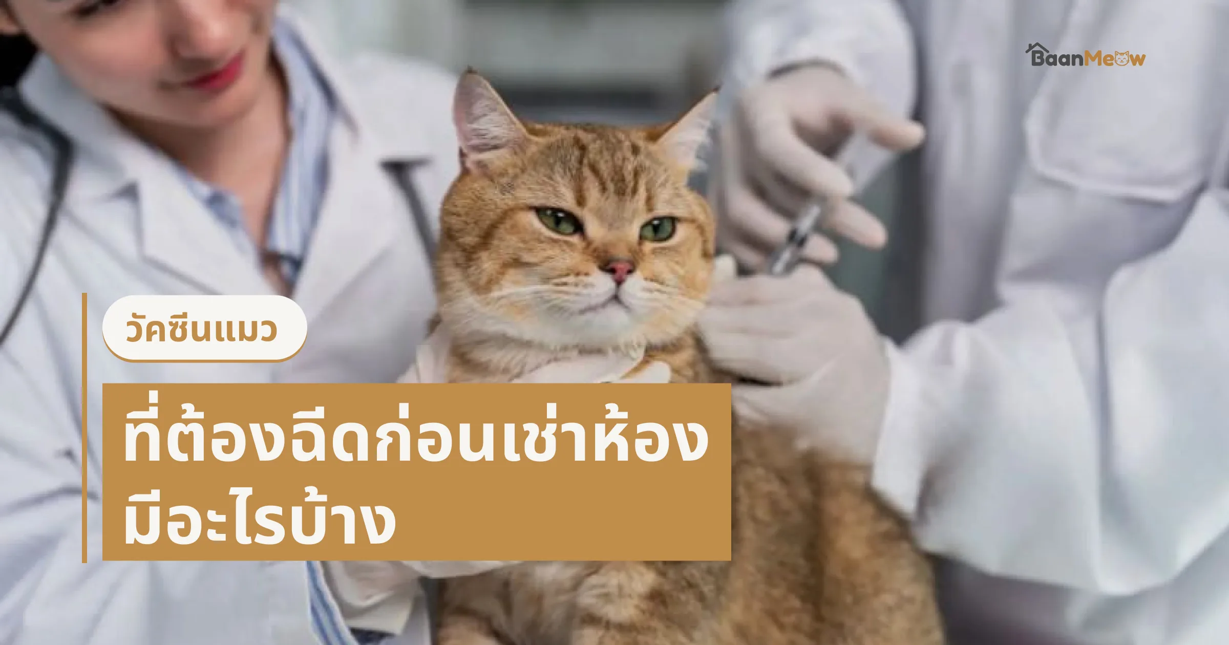 วัคซีนแมวที่ต้องฉีดก่อนเช่าห้อง มีอะไรบ้าง