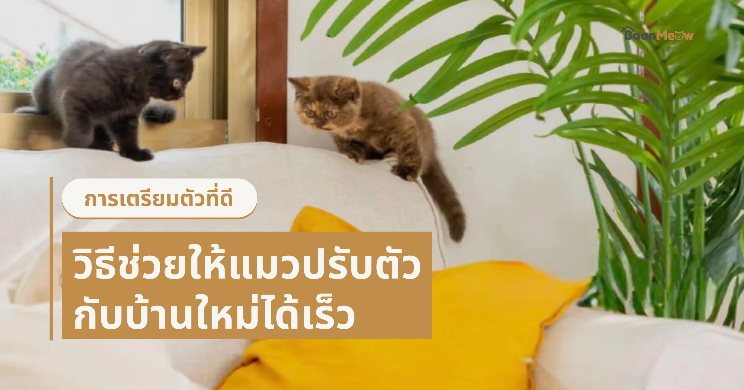 วิธีช่วยให้แมวปรับตัวกับบ้านใหม่ได้เร็ว