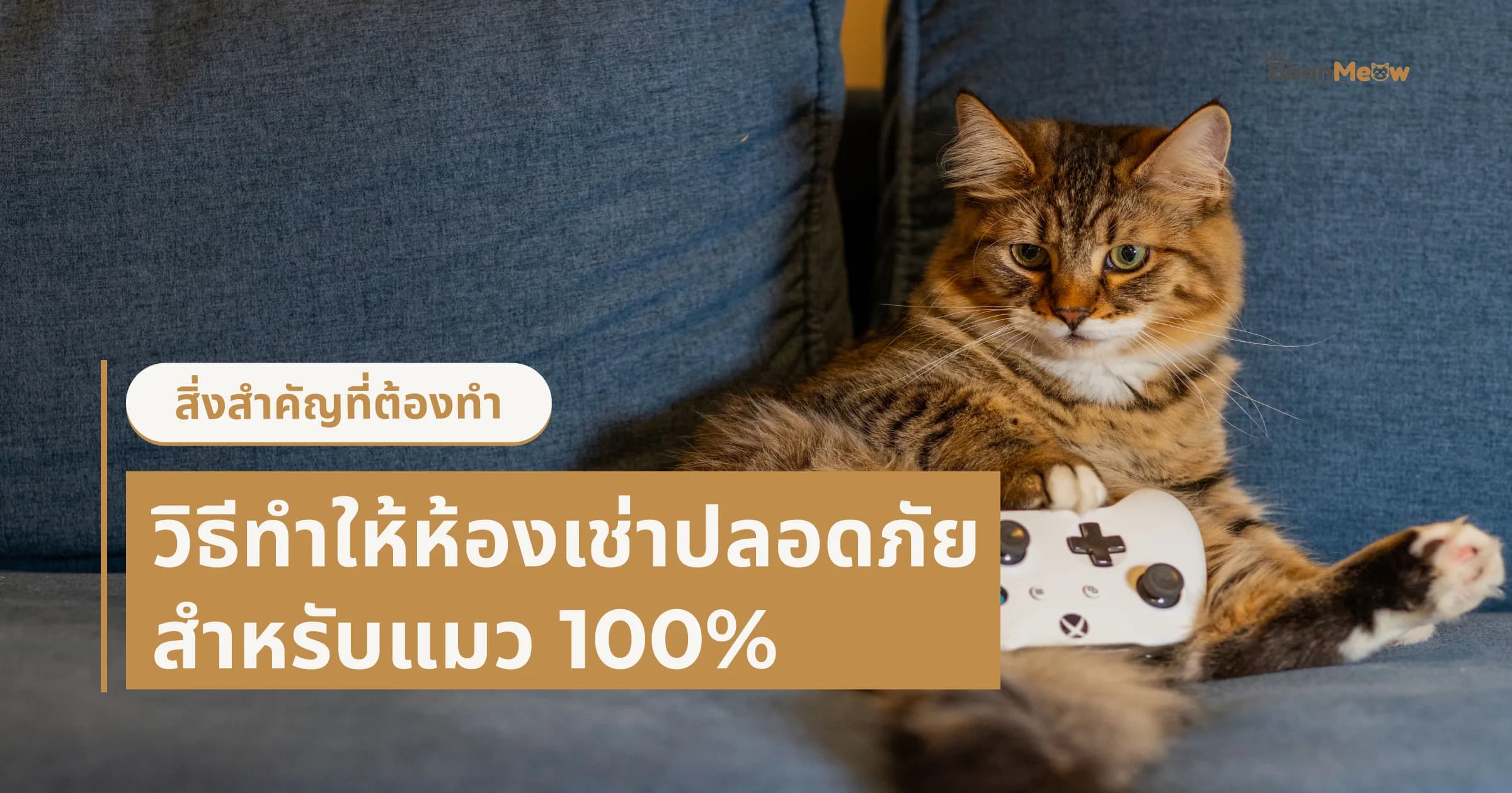 วิธีทำให้ห้องเช่าปลอดภัยสำหรับแมว 100%
