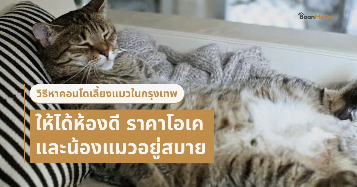 วิธีหาคอนโดเลี้ยงแมวในกรุงเทพ ให้ได้ห้องดี ราคาโอเค และน้องแมวอยู่สบาย